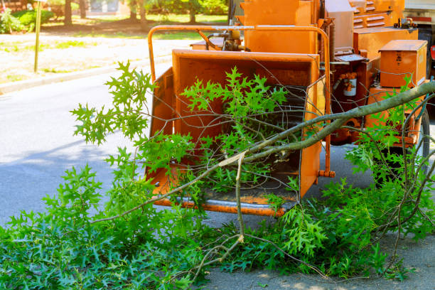 Best Professional Tree Care  in Greenville, MI